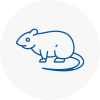 Rat Control Herne Bay